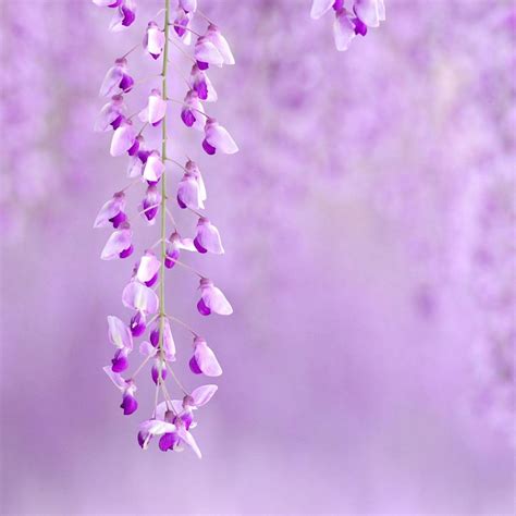 purple flower background pictures.